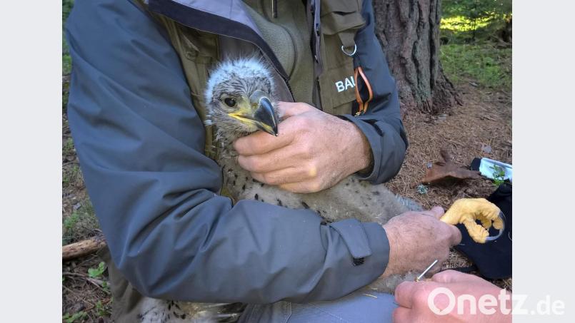 Der junge Seeadler vom Truppenübungsplatz Grafenwöhr erhielt an seinen Beinen zwei Ringe. Bild: Richard Czernecka/BImA