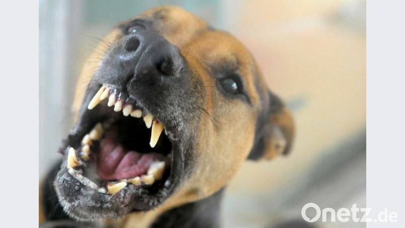 An einem Badesee im Landkreis Hof hat sich ein Hund in den Arm eines Mannes festgebissen. Bild: Soeren Stache