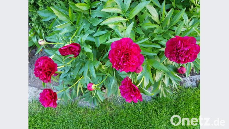 Pfingstrosenschönheiten. Bild: dob