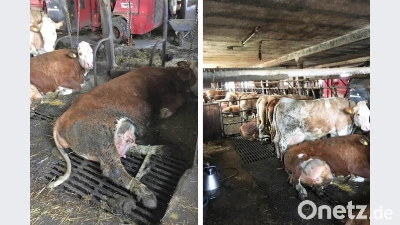 Der Tierrechtsorganisation Peta zugespielt worden sind Fotos, die in einem Stall in der Nähe von Waldershof Missstände dokumentieren. Bild: fph/Peta/exb