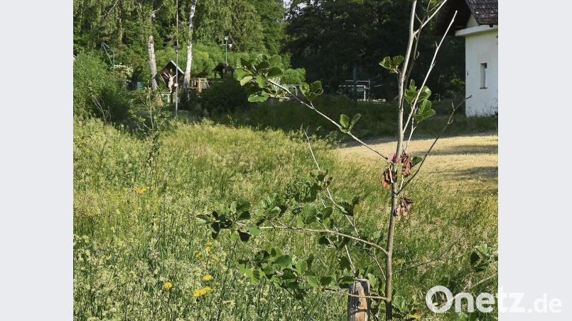 Dieser noch recht zarte Baumsetzling (im Vordergrund) am Ammerbach hat eine quasi strafbefreiende Wirkung, obwohl er im Grunde gar nichts mit in diesem Landschaftsschutzgebiet gefällten Bäumen zu tun hat, sondern eben auch nur hier steht. Bild: Petra Hartl
