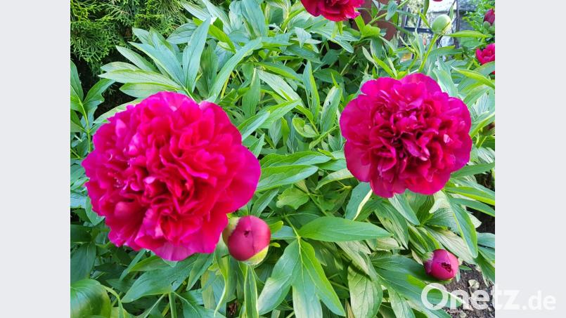 Pfingstrosenschönheiten. Bild: dob