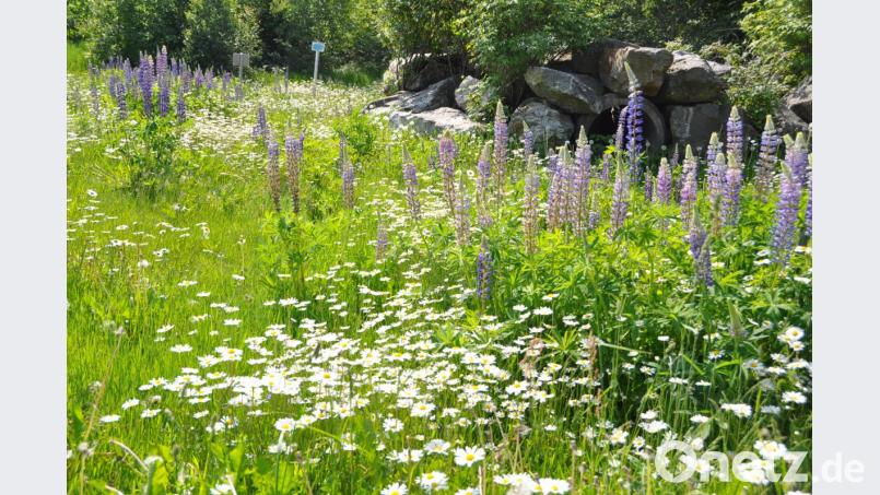 Die Natur macht uns in diesen Wochen viel Freude. Wie von einem Gärtner angelegt präsentiert sich dieses Areal. Bild: es