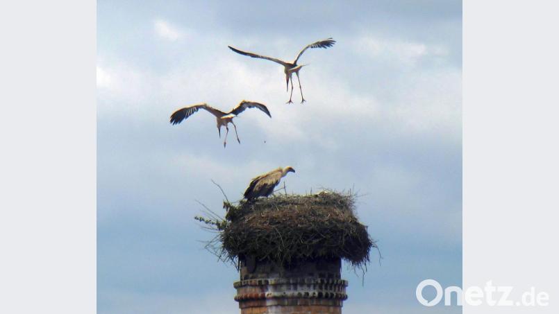 Noch versuchen die beiden Altvögel zu zweit, den Gänsegeier zu vertreiben - zunächst vergeblich. Bild: gz