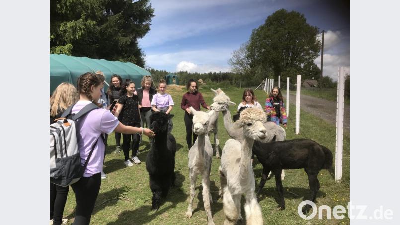 Viel Spaß hatten die Sechstklässler mit den Alpakas auf dem Mitterhof in Waldsassen. Bild: jzk