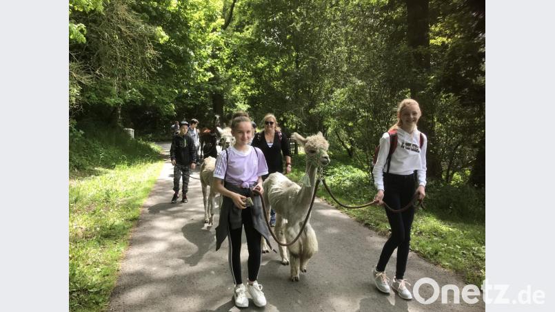 Viel Spaß hatten die Sechstklässler mit den Alpakas auf dem Mitterhof in Waldsassen. Bild: jzk