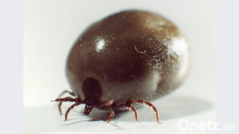 Schön ist er ja nicht, der Gemeine Holzbock (Ixodes ricinus). Dieser hier hat sich schon ganz schön vollgesogen. Bild: MSD Tiergesundheit