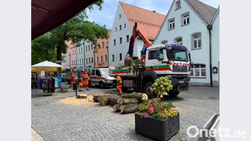 Innerhalb von etwa einer Stunde bereitet der Stadtgärtnerei-Trupp dem Baum den Garaus. Bild: Michael Ascherl [Michael Ascherl] (<a href=