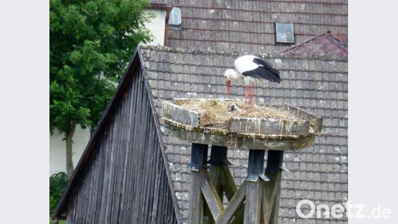 Blick vom Kirchturm der evangelischen Kirche in den Horst. Zwei Junge hat das Manteler Storchenpaar ausgebrütet und nun ist es ununterbrochen unterwegs, um genügend Futter herbeizuschaffen. Bild: Adolf Küblböck/Georg Stark