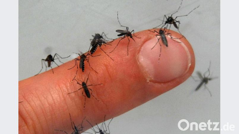Auf einem Finger sitzen zahlreiche Mücken. Foto: Armin Weigel/Archivbild Bild: Armin Weigel
