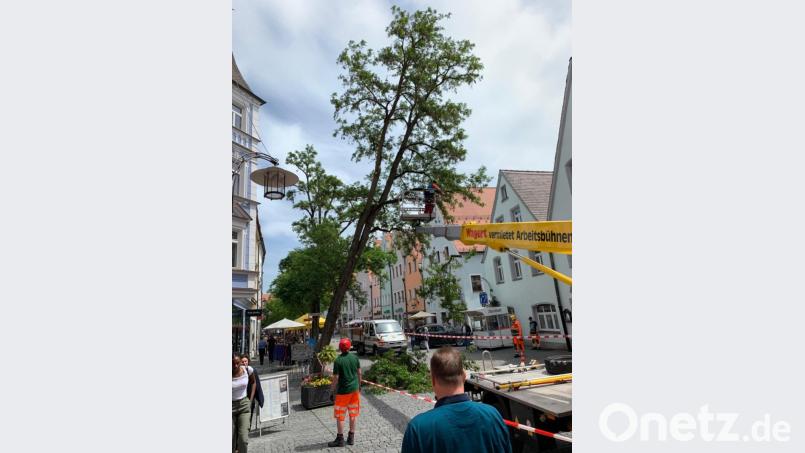 Seit dem Gewitter am Montag weist die Robinie am Oberen Markt einen gefährlichen Schiefstand auf. Bild: Michael Ascherl [Michael Ascherl] (michael.ascherl@oberpfalzmedien.de, mascherl)