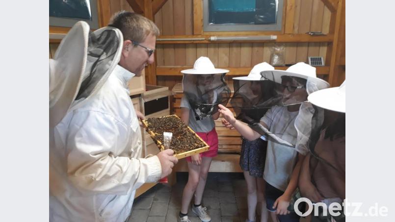 Gut geschützt begegneten die Kinder den fleißigen Honigbienen. Bild: hfz