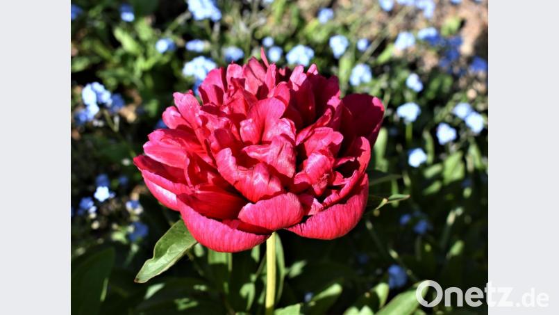 Jetzt blühen die Pfingstrosen noch. Bild: rgr