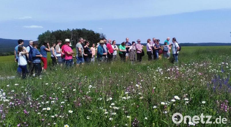 Blühende Wiese im Birkett. Bild: ld