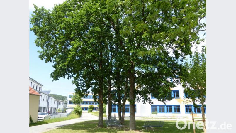 Weil die Raupen des Eichenprozessionsspinners Bäume unweit von Gymnasium und Wohnbebauung befallen haben, wurden die Anwohner besorgt. Das Problem scheint aber gelöst zu sein. Bild: cv