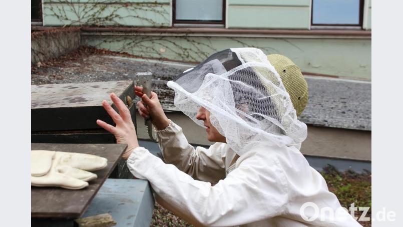 Vorsichtig nähert sich die Hobby-Imkerin ihrem Bienenvolk und kontrolliert, wie gefüllt die Waben sind. Bild: Evi Wagner