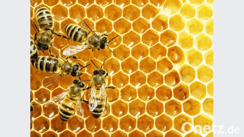 Ein Volk, das zusammenhält. Bienen sind sich ein Leben lang treu - und ihrer Königin. Entscheidungen treffen sie immer gemeinsam. Bild: exb/Stock