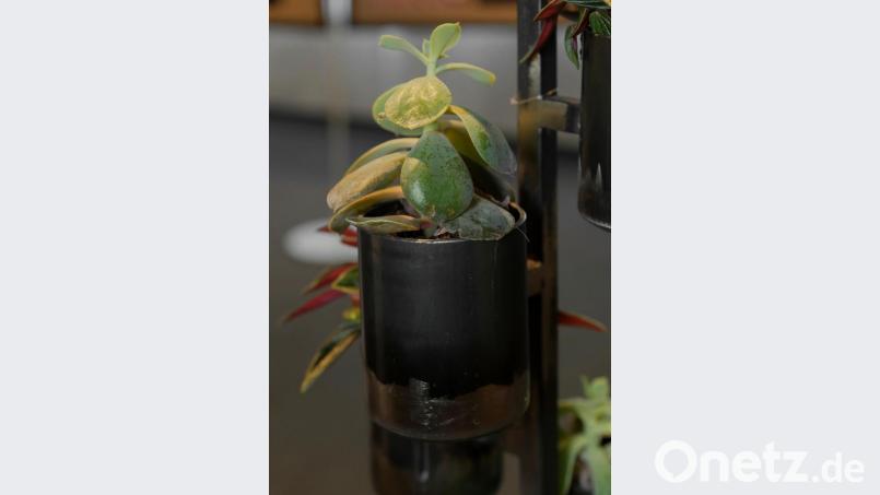 Blumentopf aus Metall - elegant und edel. Bild: tr