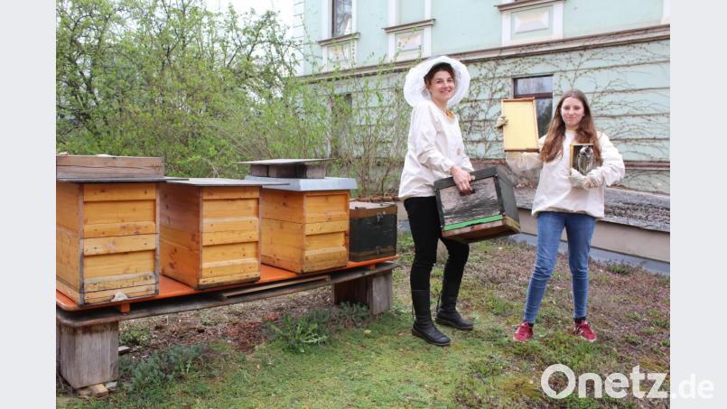Es summt - und das nicht nur in StefanieZehetbauers (links) Garten. Die leidenschaftliche Imkerin erntet regelmäßig echten Amberger Stadthonig. Dafür sind sie kleinen Bienen in der ganzen Stadt unterwegs, um Nektar zu sammeln. Bild: Evi Wagner