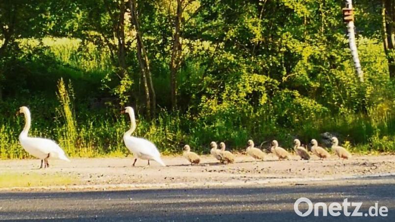 Mama und Papa Schwan mit ihren Nachwuchs auf Morgenspaziergang in Forkatshof. Bild: jr