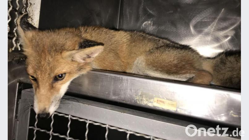 Von einem Auto angefahren worden ist ein Fuchswelpe bei Hahnbach. Offenbar ist dieser Unfall aber gut ausgegangen - dem kleinen Kerl geht es schon wieder recht gut und am Auto ist kein Schaden entstanden. Bild: Polizei Sulzbach-Rosenberg