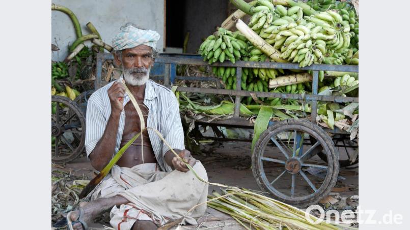 Landwirtschaft ist eine der Haupteinnahmequellen der Inder. Da das Land über keine Bodenschätze verfügt, pflanzen die Menschen Gemüse und Obst an, um überleben zu können. Bild: exb