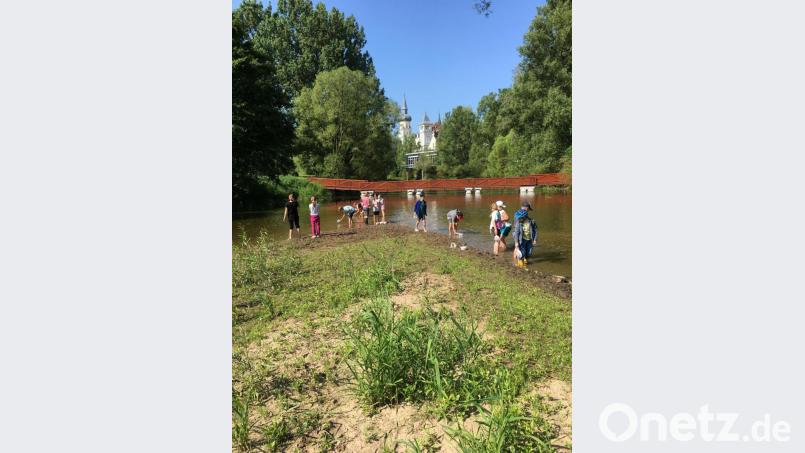 Kescher und Wasserbecher waren gefragt: In der Schlammregion der Naab konnten die Grundschüler verschiedenste Insekten und Lebewesen begutachten und anschließend wieder in ihren Lebensraum entlassen Bild: exb