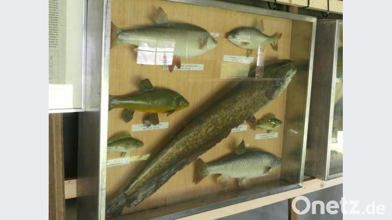 Mit einer Ausstellung über heimische Fische beteiligt sich der Oberpfälzer Fischereiverband an dem Fest der Eschenbacher Sportangler. Bild: rn