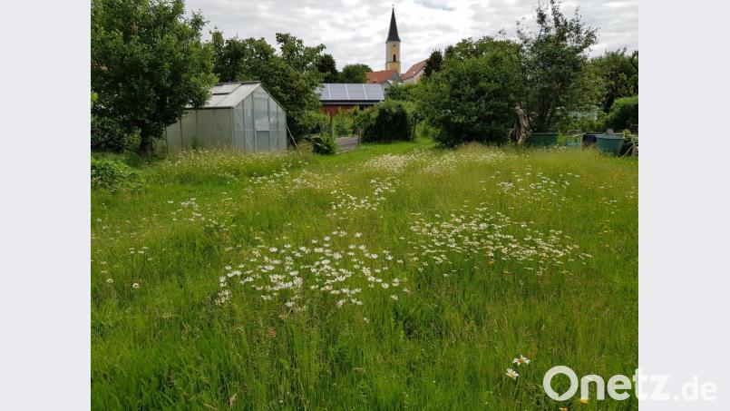 Solche Blumen-Blühflächen gibt es auch heute noch in den Wohngebieten von Moosbach. Je häufiger gemäht wird, desto schwerer haben es die Insekten. Bild: gi