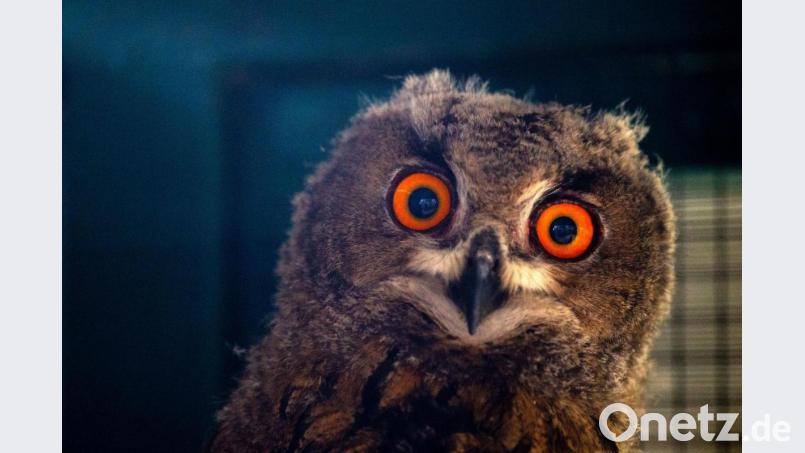 Ein Uhu-Küken - süß? Mitnichten. Bild: Klaus-Dietmar Gabbert/dpa-Zentralbild/dpa