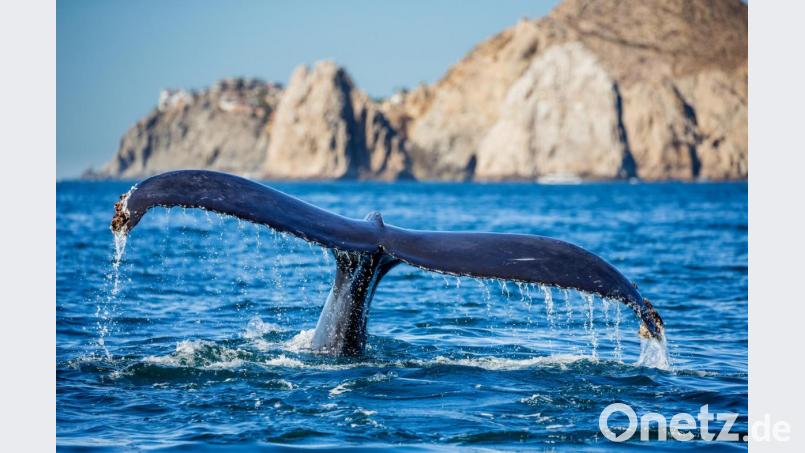 Ein beeindruckender Anblick: Im Baja California tummeln sich die Grauwale. Bild: exb