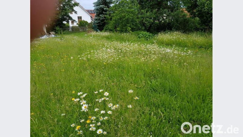 Solche Blumen-Blühflächen gibt es auch heute noch in den Wohnbaugebieten von Moosbach. Sobald aber der Mähroboter am Werk ist, haben Blumen keine Chancen mehr. Bild: gi