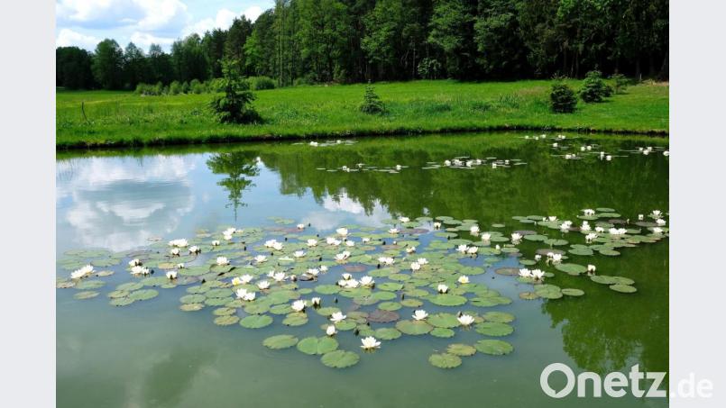Idyllisches Seerosen-Ensemble. Bild: do