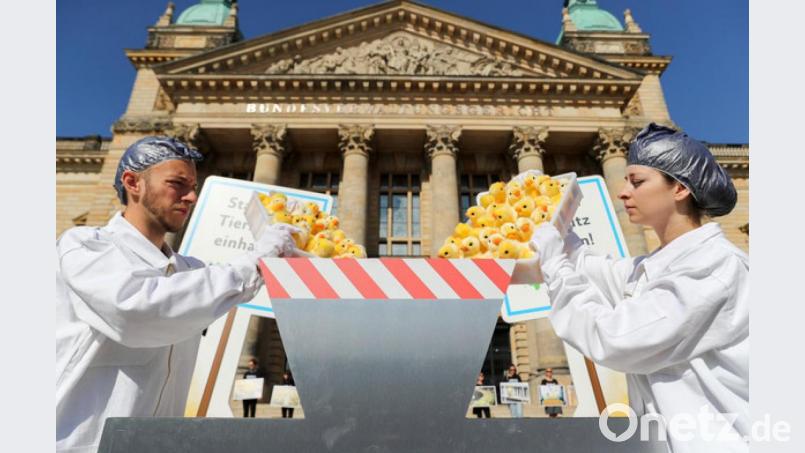 Mitglieder der Tierschutzorganisation Peta protestieren vor der Urteilsverkündung mit einer symbolischen Aktion zum Kükenschreddern vor dem Bundesverwaltungsgericht in Leipzig. Bild: Jan Woitas/dpa