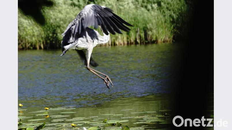 Landegestell ausgefahren. Landeversuch eines Graureihers auf Gelben Seerosen in einem Teich im Gabelloher Weihergebiet. Bild: bkr