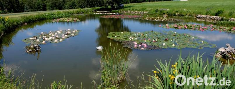 Das Blütenmeer auf dem Teich in Schnepfenhof ist alljährlich ein Blickfang. Quakende Frösche und surrende Insekten machen das Idyll perfekt. Bild: le