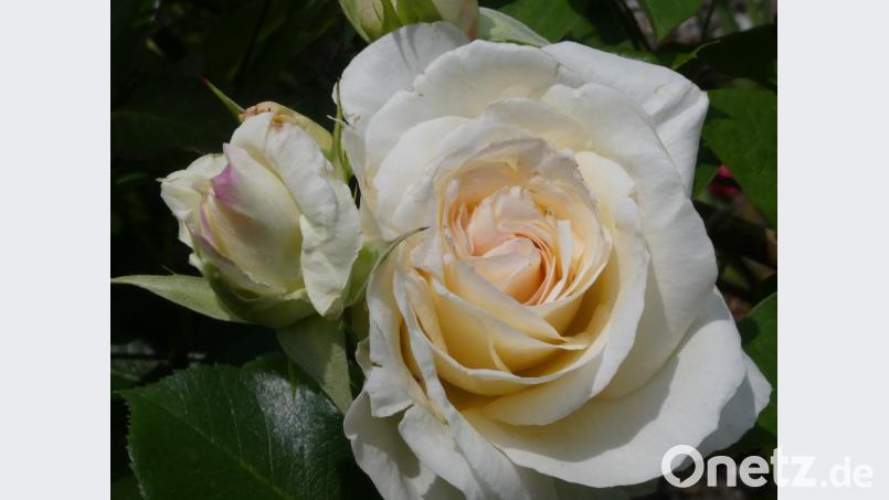 Rosenblüte. Bild: rn