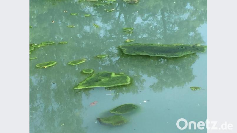 Neben dem Schicksal der Schwäne, ist den Spaziergängern im Bürgerpark auch die Algenbelastung des Stadtweihers ein Anliegen. Bild: Andreas Royer