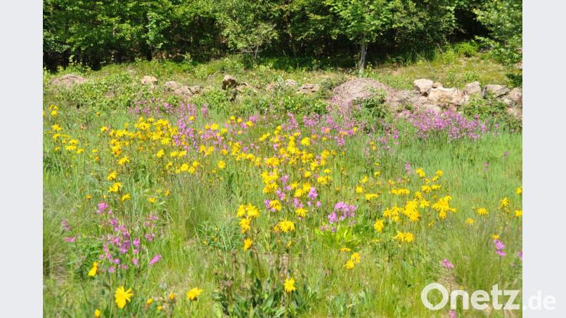 An dieser Augenweide am Ende des geologischen Lehrpfaders muss man einfach nur stehenbleiben und sich an der Pracht der Natur erfreuen. Bild: es