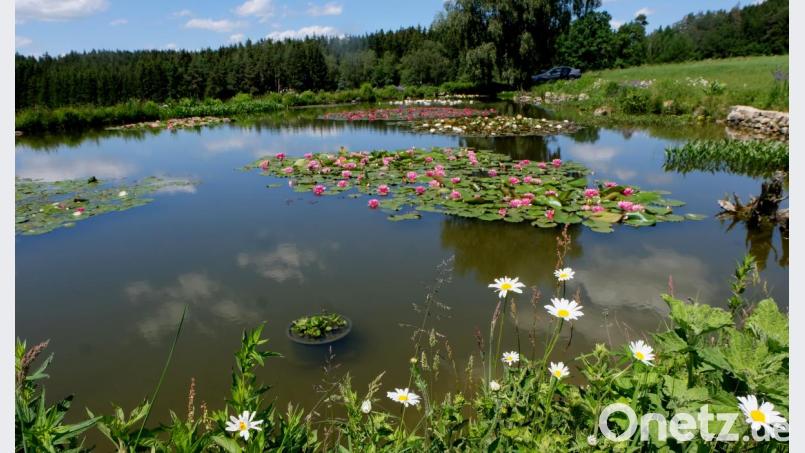 Das Blütenmeer auf dem Teich in Schnepfenhof ist alljährlich ein Blickfang. Quakende Frösche und surrende Insekten machen das Idyll perfekt. Bild: le