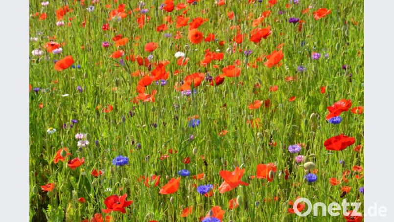 Blühende Wiesen. Bild: dob