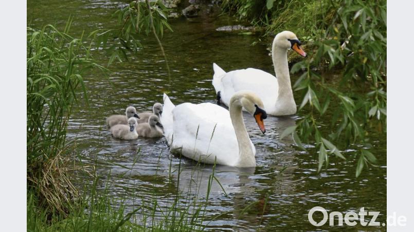 Wenn es Familie Höckerschwan gut geht, ist für viele Bürgerpark-Besucher die Welt in Ordnung. Doch leider ist das nicht immer so. Bild: Andreas Royer