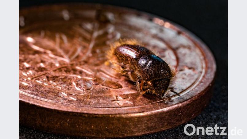 Der große achtzähnige Fichtenborkenkäfer (Yps typographus), der die Wälder bedroht – hier zum Größenvergleich auf einer Cent-Münze. Bild: exb