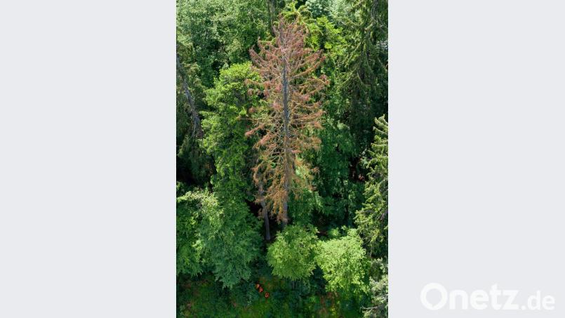 Wenn ein Baum vom Borkenkäfer befallen ist, bekommt er ein hässliches braunes Kleid. Bild: exb