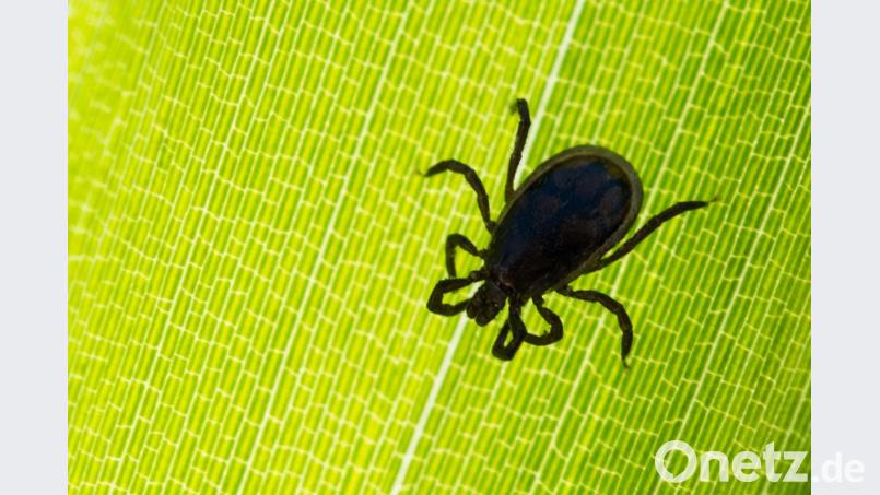 Aufgepasst beim Ausflug ins Grüne: Da lauern die kleinen Blutsauger, versteckt in den Gräsern. Bild: Patrick Pleul