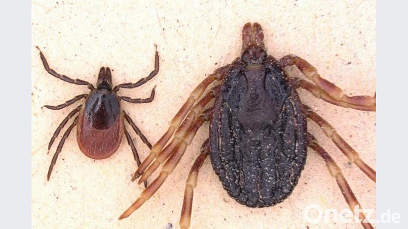 Die gewöhnliche Ixodes-Zecke (links) liegt neben der großen Hyalomma-Zecke aus Teilen Asiens und Afrikas (rechts). Bild: Lidia Chitimia-Dobler
