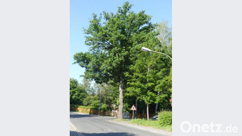 Diese Eiche, nahezu vor der Haustüre von Hans Wöhrl, wurde zu einem bleibenden &quot;Denkmal&quot; für den Naturfreund. Bild: rn