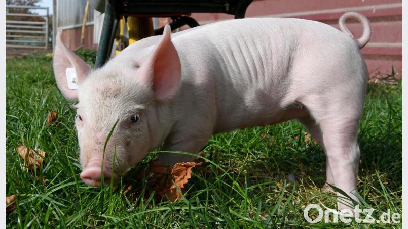 Ein herrenloses Ferkel war in Geiselhöring unterwegs. Symbolbild: Holger Hollemann/dpa