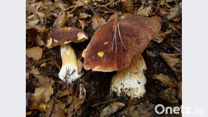 Boletus pinophilus (Fichtensteinpilz). Bild:  Norbert Griesbacher