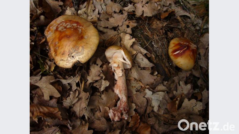 Amanita rubescens (Essbarer Perlpilz). Bild: Norbert Griesbacher